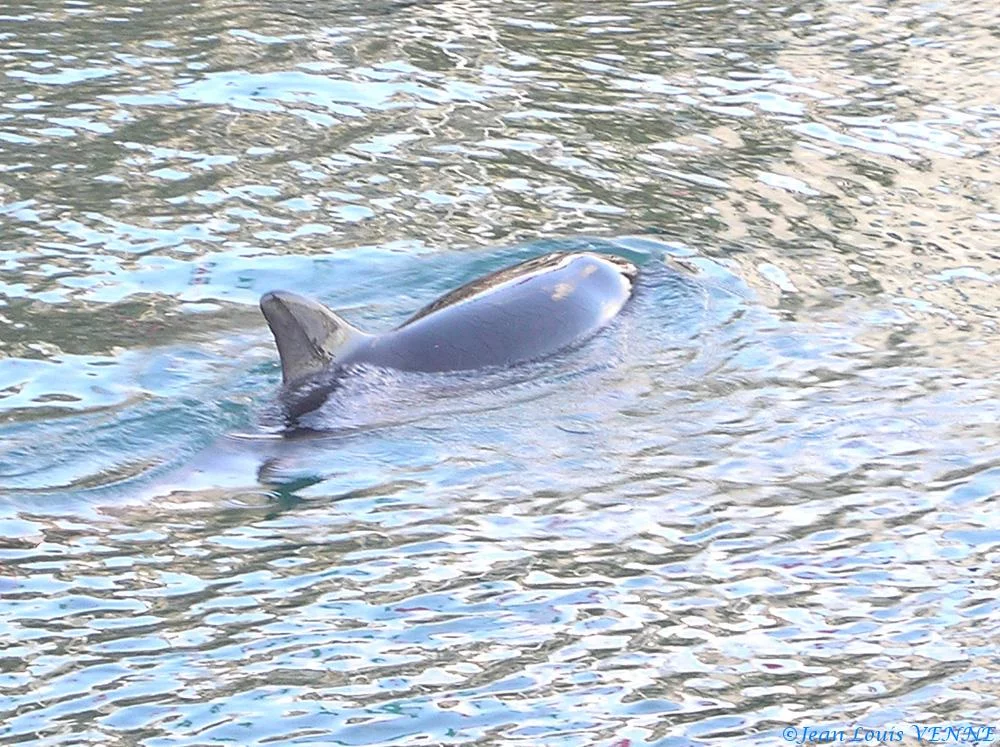 Le dauphin