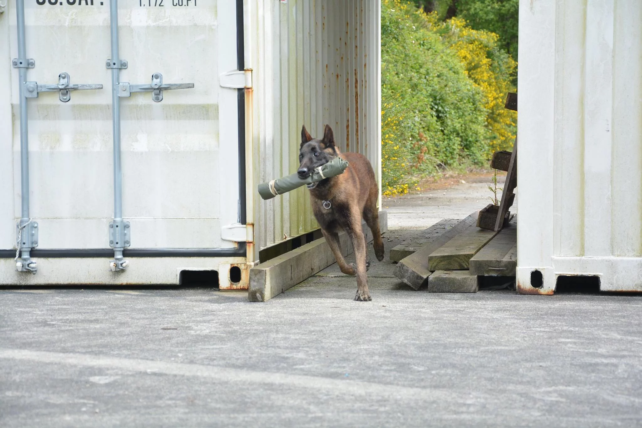 Le chien d'une équipe cynotechique fusiller marin participe à une épreuve de pistage