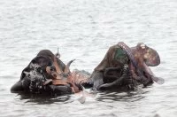Des poulpes pour camoufler les commandos marine