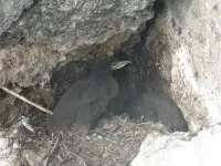 Un nid de cormorans huppés