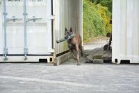 Le chien d'une équipe cynotechique fusiller marin participe à une épreuve de pistage