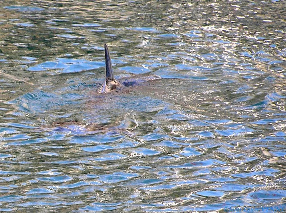 Le dauphin