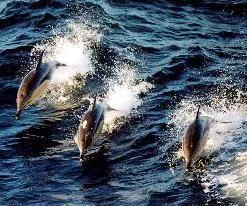 Dauphins