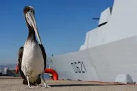 Pélican sur le quai à côté du « Chevalier Paul »